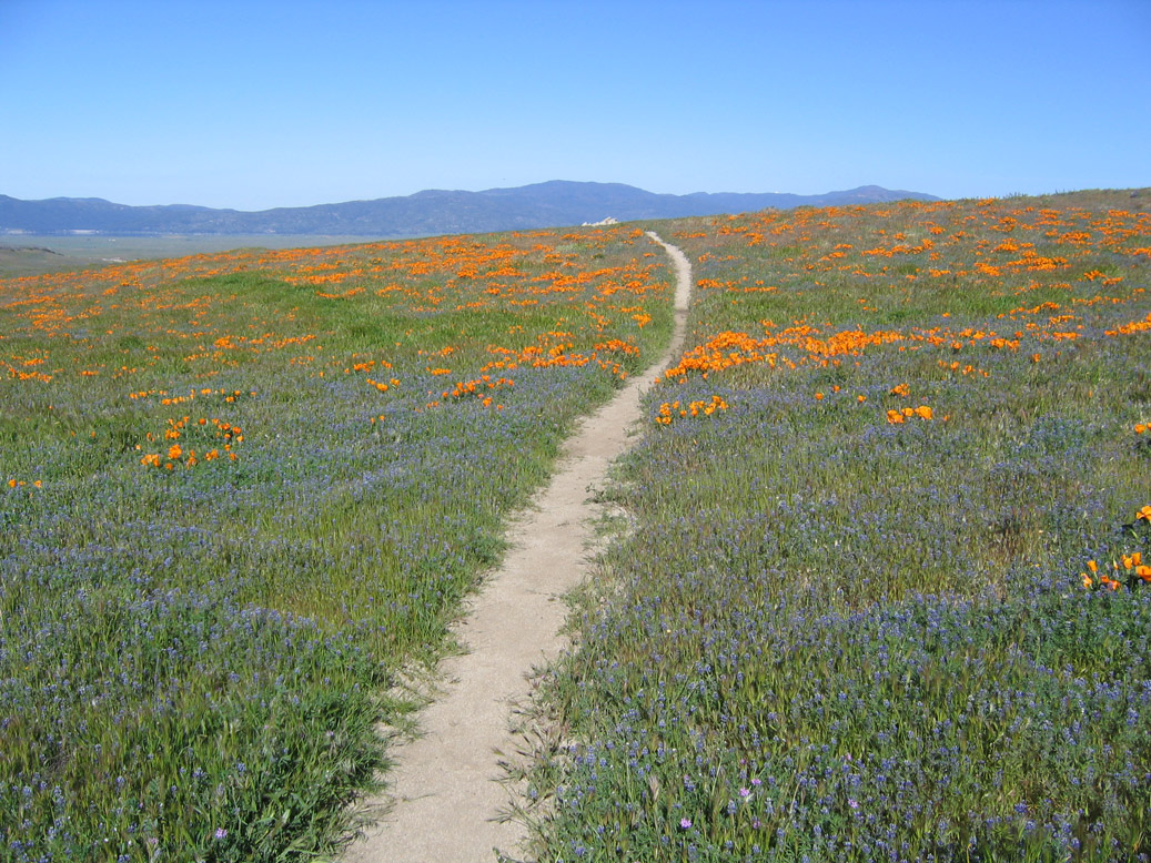 Edible Plants You Can Harvest While Hiking the Pacific Crest Trail