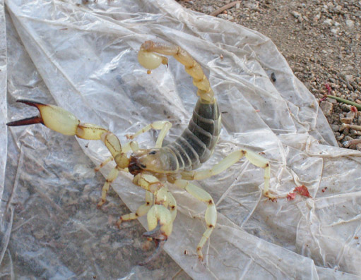Scorpion Walker Pass Southern California backpack45 photo